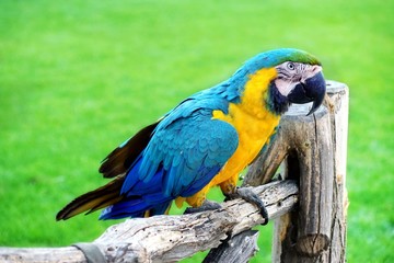 Blue And Yellow Macaw Or  Ara Ararauna  Parrot