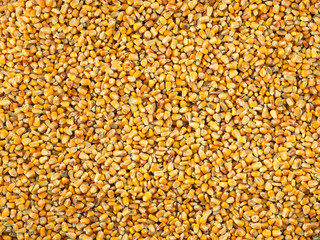 Corn Kernel background