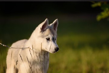 One Little cute puppy of Siberian husky 