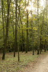 Obraz premium Jesienne lasy