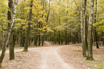 Naklejka premium Jesienne lasy