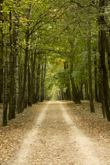 Fototapeta premium Jesienne lasy