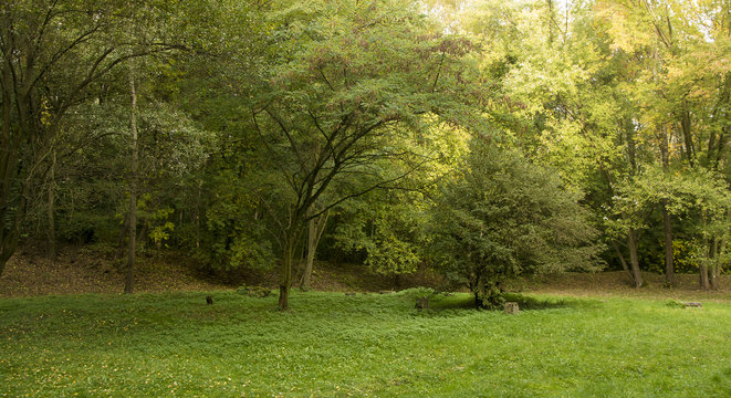 Fototapeta Jesienne lasy