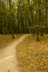 Obraz premium Jesienne lasy