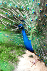 Fototapeta premium Peacock