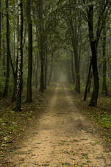 Jesienny las © Zbyszek Nowak