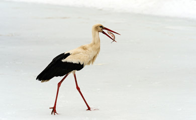 Stork in the winter
