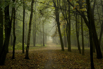 Obraz premium Jesienny las