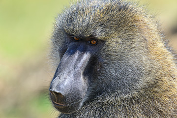 Baboon