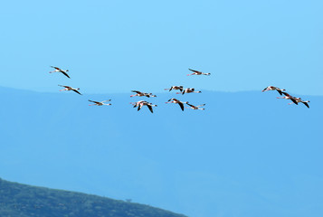 Pink Flamingo