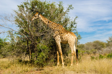 Giraffa, safari, Kruger Park - Sudafrica