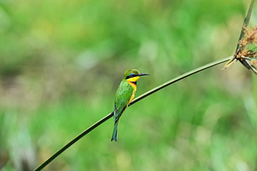 Bee-eater
