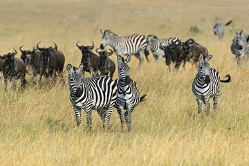 Naklejka na ściany i meble Zebra Masai Mara