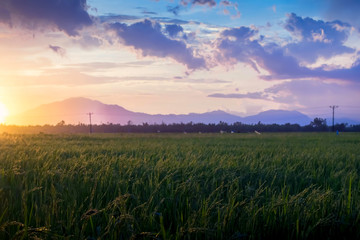 Fototapeta na wymiar Clouded sky orange sunset with green field