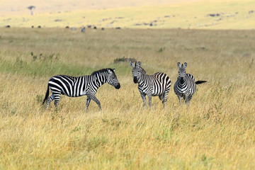 Fototapeta na wymiar Zebra Masai Mara