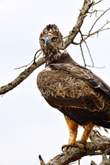 Falcon