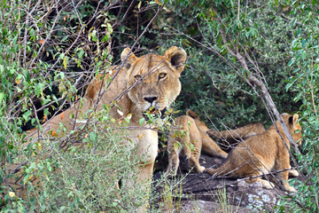 Lion Masai Mara