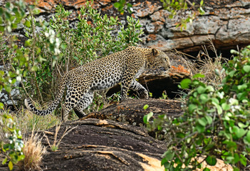 Leopard Tsavo