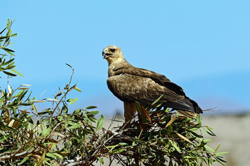 Tawny Eagle