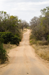 Fototapeta na wymiar Strada sterrata safari, Kruger Park - Sudafrica