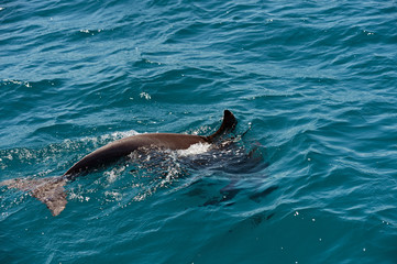 Dolphin Indian Ocean