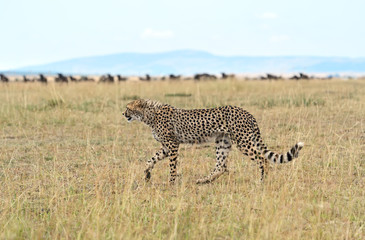 Masai Mara Cheetahs