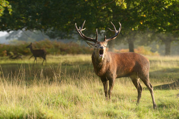 Red Deer - Rut time.