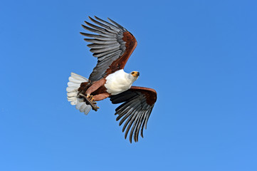Fish eagle