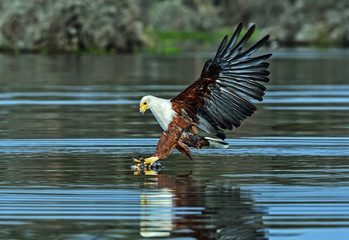 Fish eagle