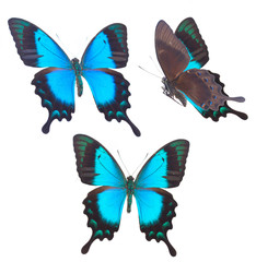  Sea Green Swallowtail butterfly