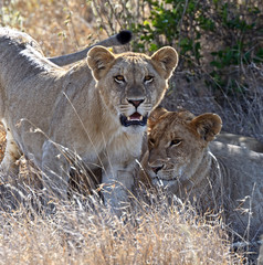 Lion