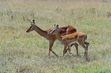 Naklejka premium Antelope Impala
