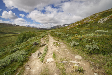 Fototapeta na wymiar Footpath leading into Dovrefjell National Park, Norway
