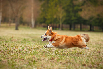Dog breed Welsh Corgi Pembroke