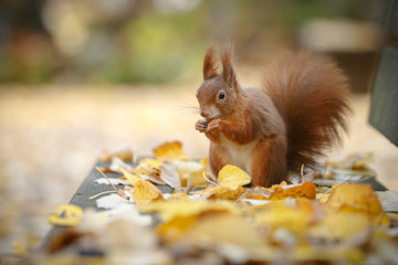 Red squirrel in autumn on a park bench