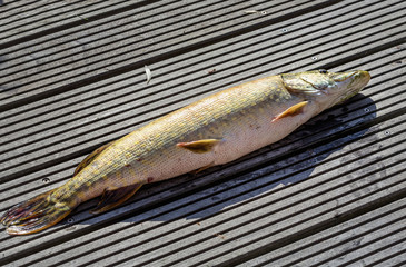 pike on a wooden background