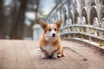 Dog breed Welsh Corgi Pembroke