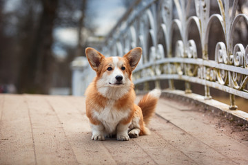 Dog breed Welsh Corgi Pembroke
