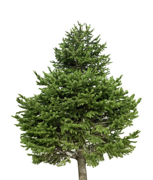 isolated pine tree on a white background