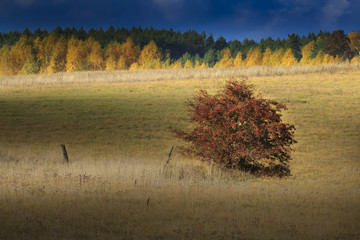 Jesienny Krzak Głogu  © Wojciech Lisiński