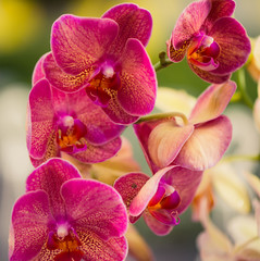 Obraz na płótnie Canvas colorful orchids flowers