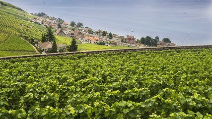 Fototapeta na wymiar Vineyards of the Lavaux region over lake Leman (lake of Geneva)