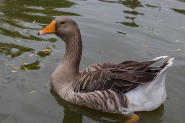 Goose