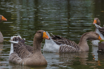 Geese