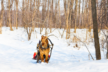 man with sledge pulled by horses outdoor in winter