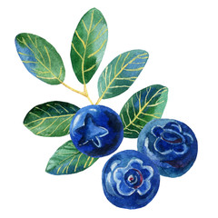 Blueberries with leaves, watercolor illustration