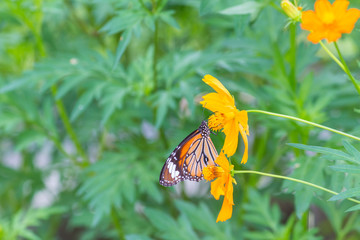 Brown butterfly on the cosmos flower under sunlight