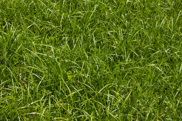 Grass background. Beautiful green grass
