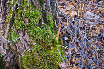 Moss Claiming Bottom of Tree Trunk
