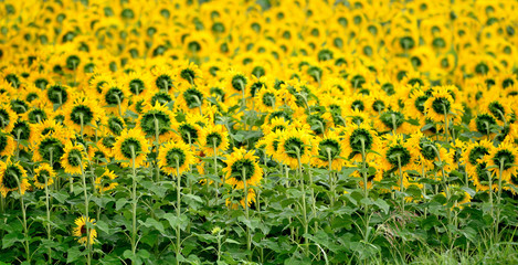 Obraz premium Rear view of sunflower field in the rain